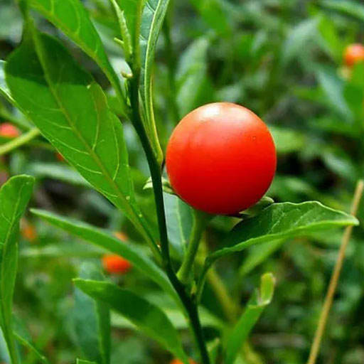 گیلاس گوجه زینتی گیلاس گوجه زینتی