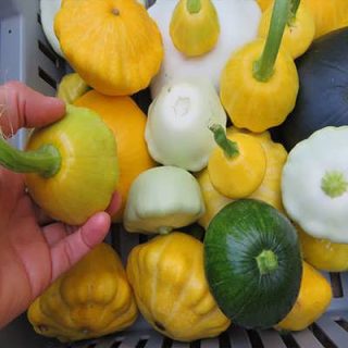 بذر کدو ستاره ای میکس از روبرو