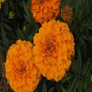 گل جعفری پابلند پرپر گل درشت نارنجی