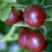 بذر گوجه فرنگی شرابی بوته ای