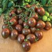 بوته گوجه زیتونی خرمایی درختی