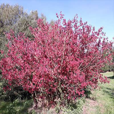 بوته کورنوس سنگوئینا بوته کورنوس سنگوئینا