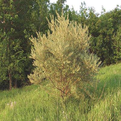 میوه سنجد ژاپنی در چنگل میوه سنجد ژاپنی در چنگل
