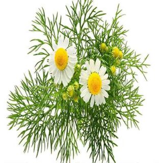 بذر بابونه دارویی سفید (آلمانی) پس زمینه