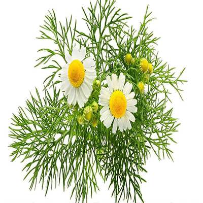 بذر بابونه دارویی سفید (آلمانی) پس زمینه بذر بابونه دارویی سفید (آلمانی) پس زمینه