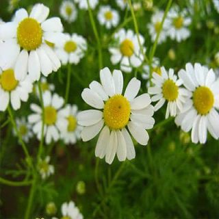 بذر بابونه دارویی سفید (آلمانی) زیبا