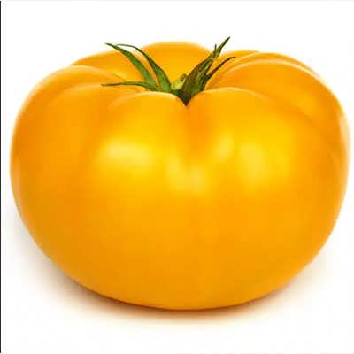 گوجه فرنگی غول پیکر زرد بلژیکی گوجه فرنگی غول پیکر زرد بلژیکی