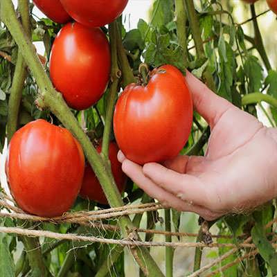 میوه گوجه فرنگی غول پیکر قرمز بوته ای میوه گوجه فرنگی غول پیکر قرمز بوته ای