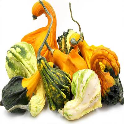 کدو گرملینز زیبا کدو گرملینز زیبا