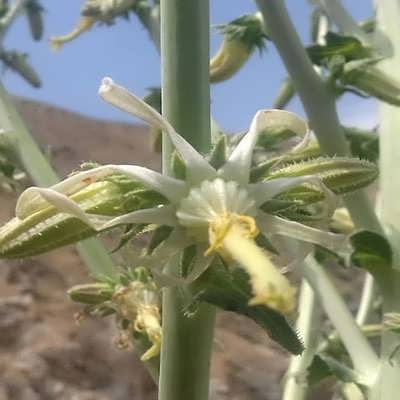 شکوفه گل شکافته شکوفه گل شکافته