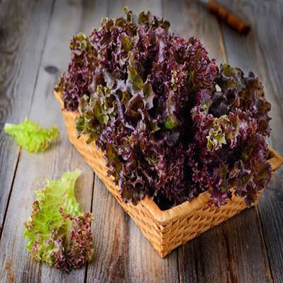 بذر کاهو پیچ ارغوانی در سبد بذر کاهو پیچ ارغوانی در سبد