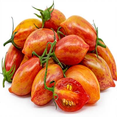 گوجه زیتونی ببری قرمز درختی پس زمینه گوجه زیتونی ببری قرمز درختی پس زمینه
