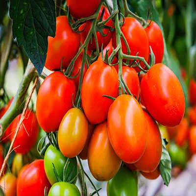 درخت گوجه زیتونی قرمز درختی درخت گوجه زیتونی قرمز درختی