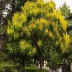 تلخ بیان درختی در تابستان