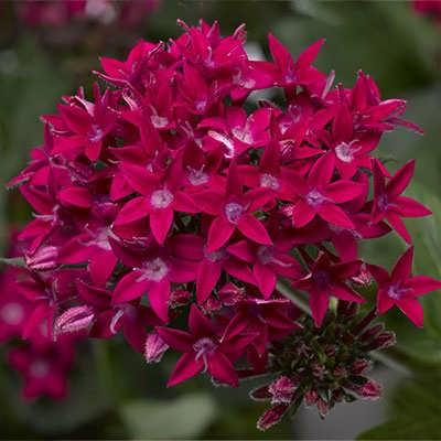 بوته گل ستاره ای پابلند پرگل قرمز بوته گل ستاره ای پابلند پرگل قرمز