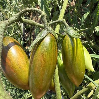 ساقه گوجه زیتونی ببری زرد درختی ساقه گوجه زیتونی ببری زرد درختی