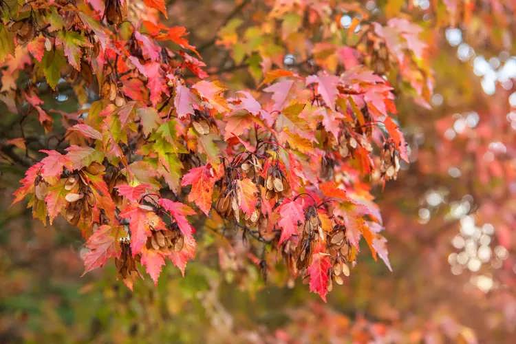 افرای آمور (Amur Maple)