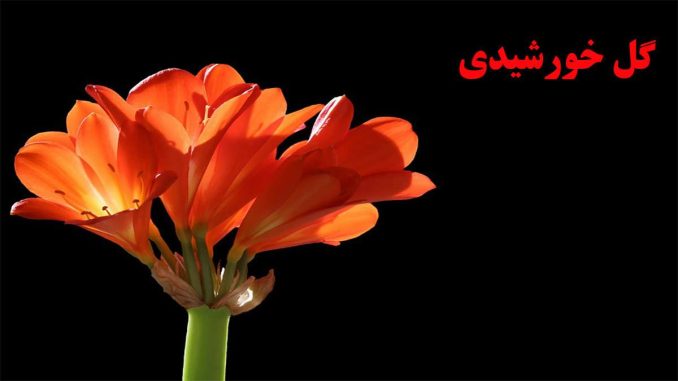 پس زمینه گل خورشیدی