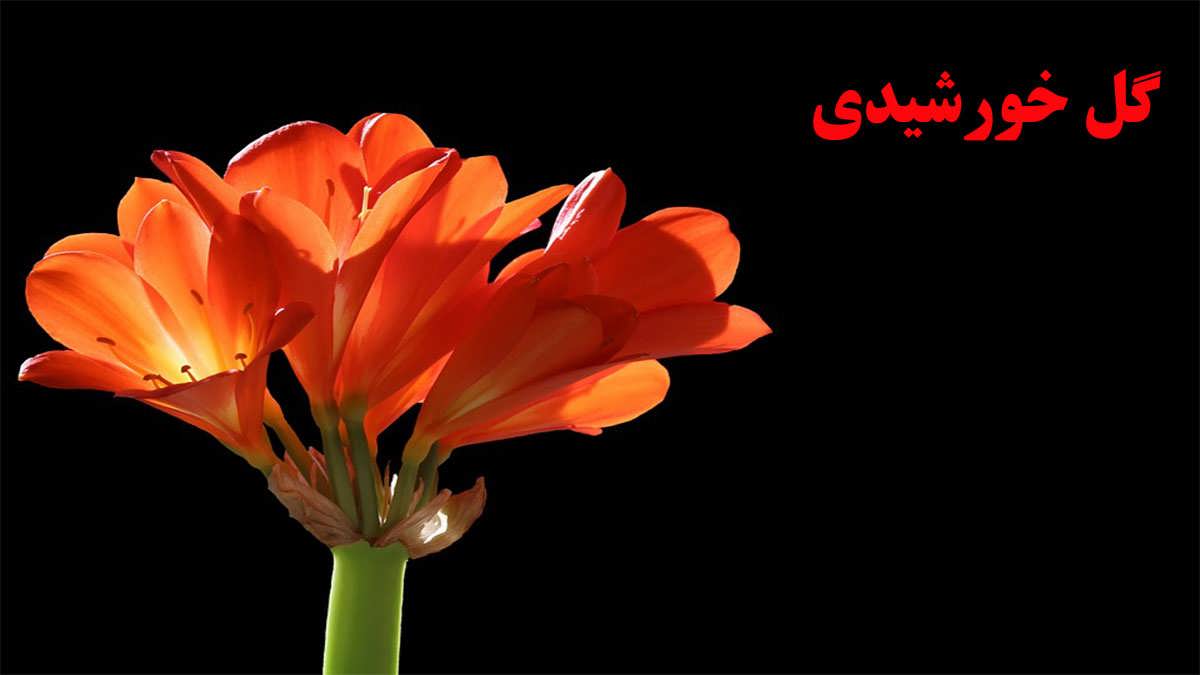 پس زمینه گل خورشیدی