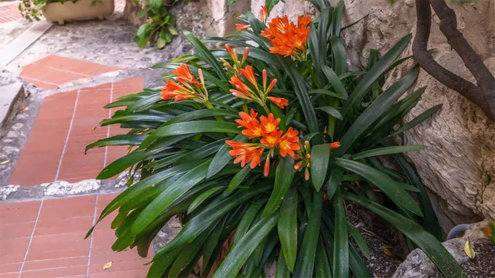 خوشه گل خورشیدی