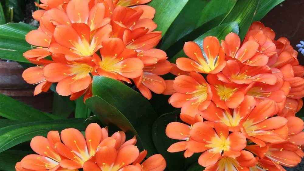 شکوفه های نارنجی کلیویا