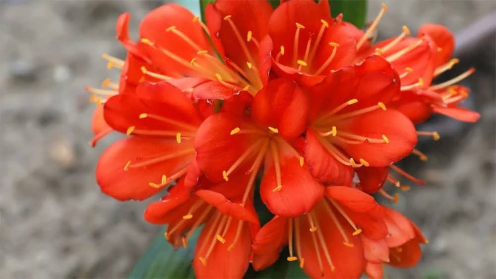 خوشه گل کلیویا