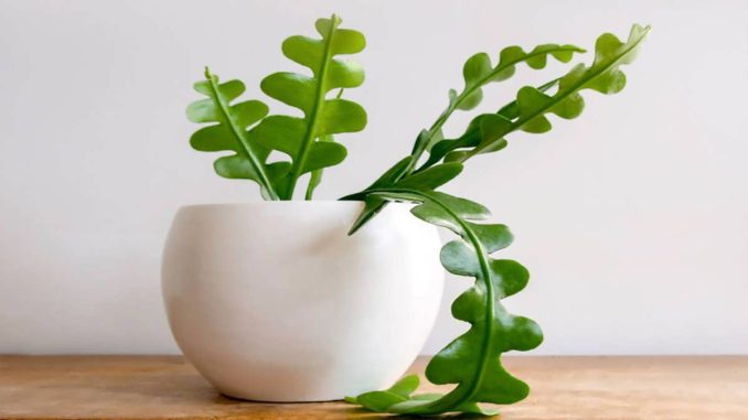 پس زمینه کاکتوس تیغ ماهی