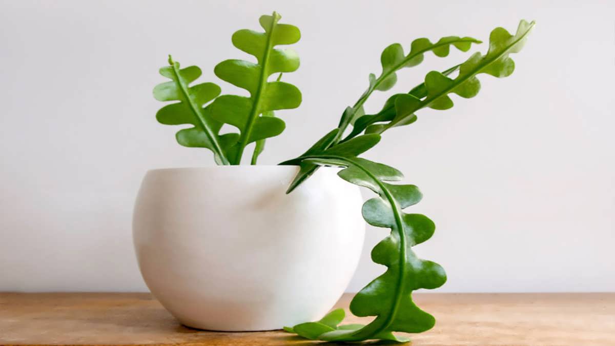 پس زمینه کاکتوس تیغ ماهی