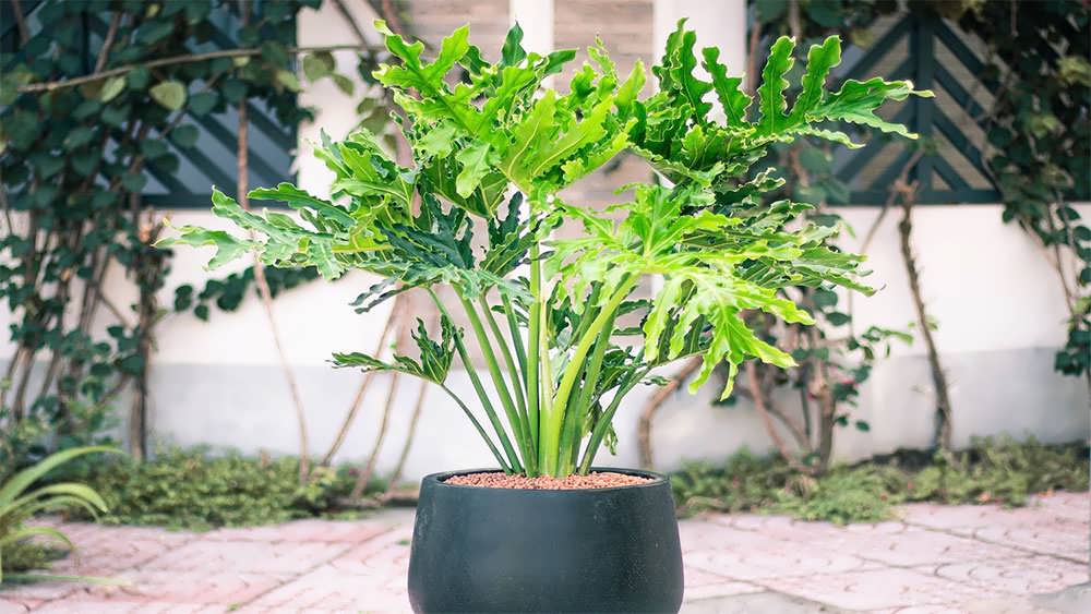 فیلودندرون برگ بلوطي