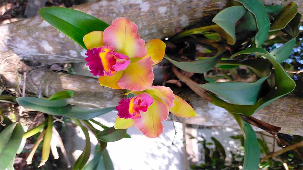 ارکیده کاتلیا در فضای باغ