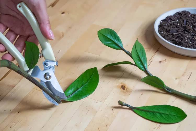 آماده سازی برگ و بستر کاشت