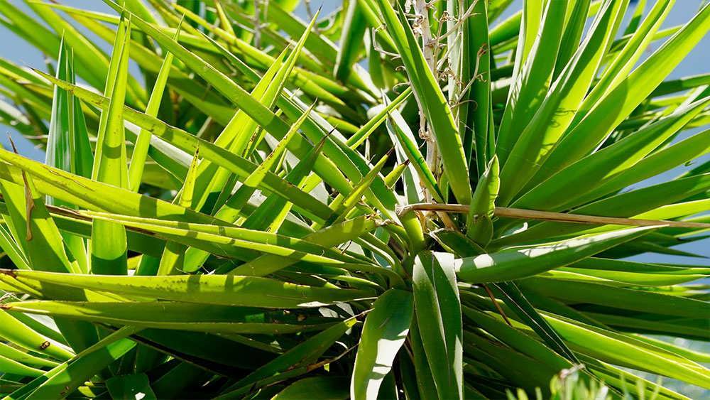 خوشه برگ های یوکا
